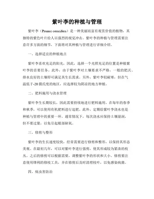 紫叶李的种植与管理