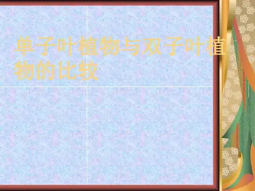 单双子叶比较