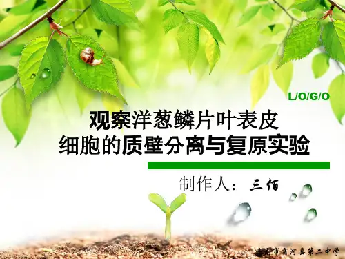 观察洋葱鳞片叶表皮细胞的质壁分离与分离实验[1]讲解