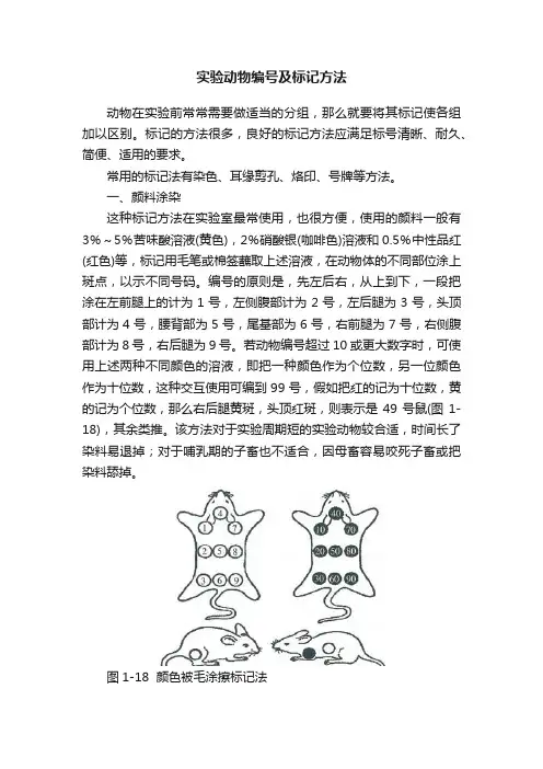 实验动物编号及标记方法