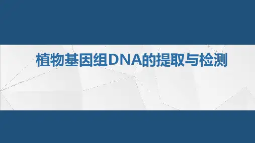 分子实验-植物DNA提取