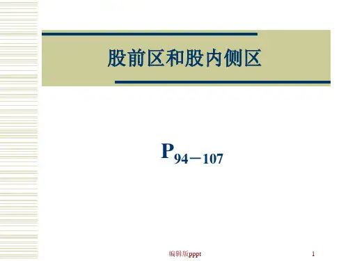 股前区和股内侧区的局部解剖ppt课件