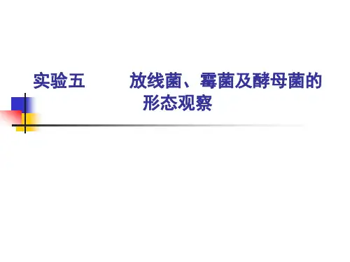 实验五___放线菌、霉菌及真菌的形态观察