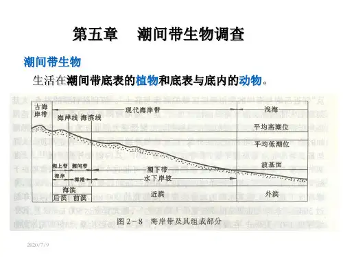 第五章 潮间带生物调查(海洋生物资源调查技术)