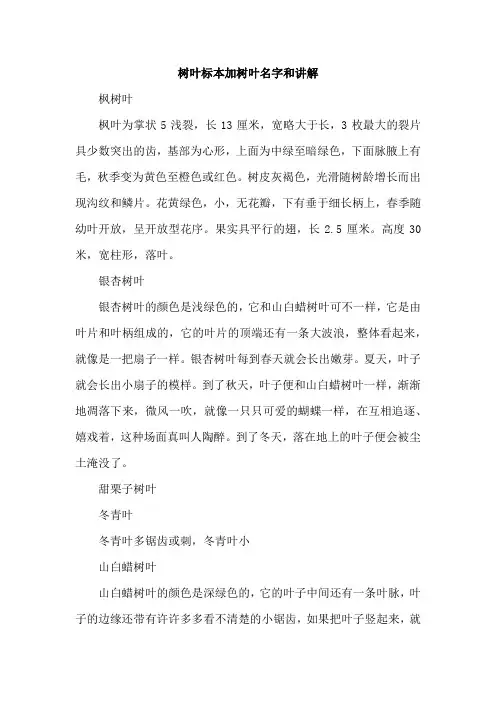 树叶标本加树叶名字和讲解