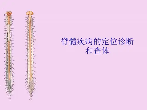 脊髓疾病的诊断与查体ppt课件
