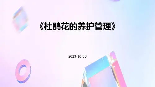 杜鹃花的养护管理