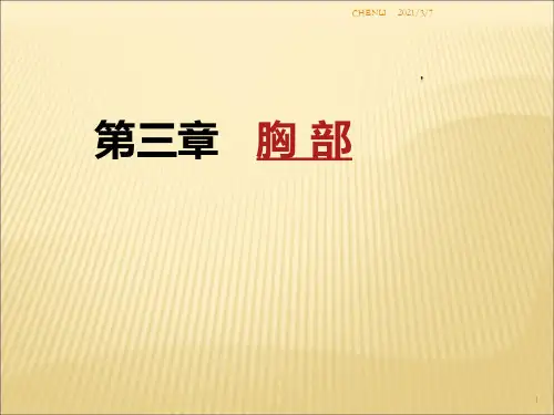 断层解剖胸部PPT课件