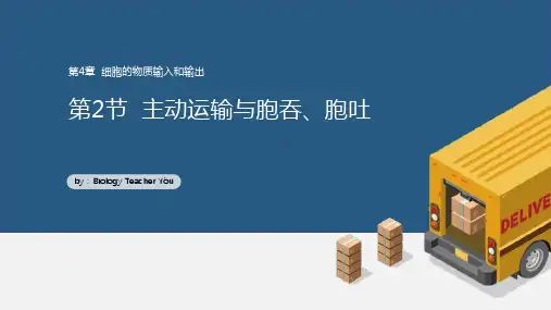 主动运输与胞吞、胞吐课件-高一上学期生物人教版(2019)必修1