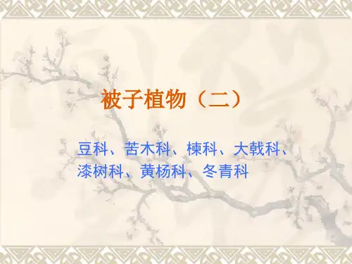 被子植物(2)