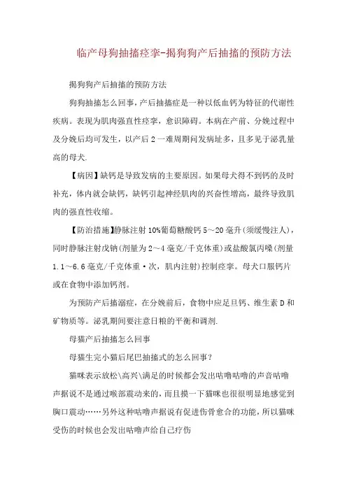 临产母狗抽搐痉挛-揭狗狗产后抽搐的预防方法