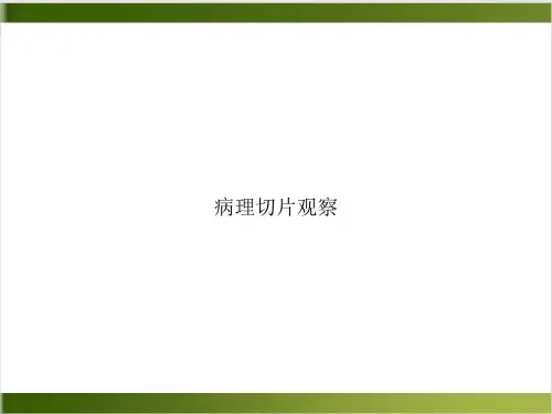 病理切片观察课件下载