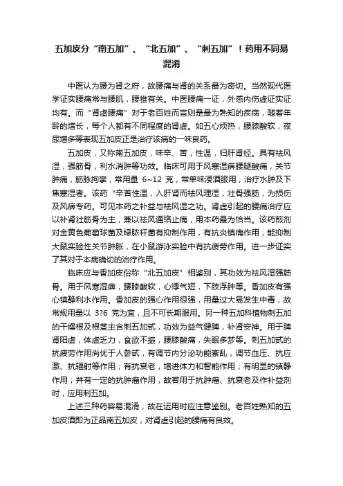 五加皮分“南五加”、“北五加”、“刺五加”！药用不同易混淆