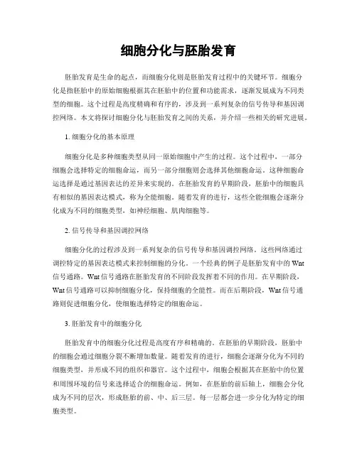 细胞分化与胚胎发育