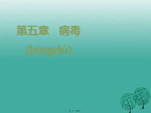 八年级生物上册5.5病毒课件(新版)新人教版