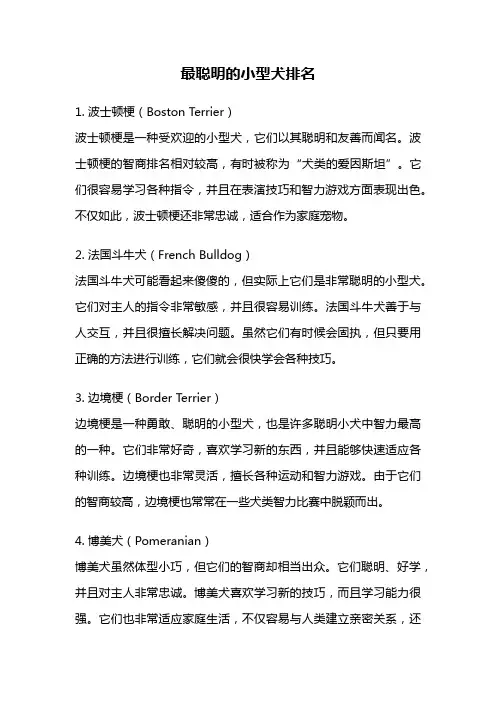 最聪明的小型犬排名