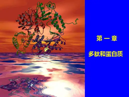 《蛋白质多肽》PPT课件