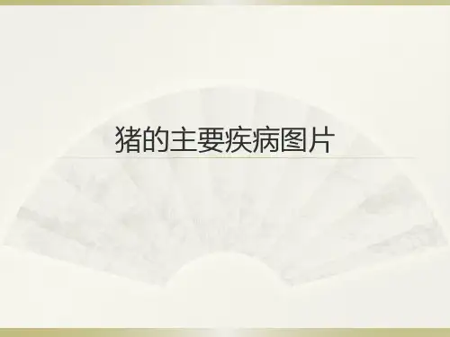 猪的主要疾病图片