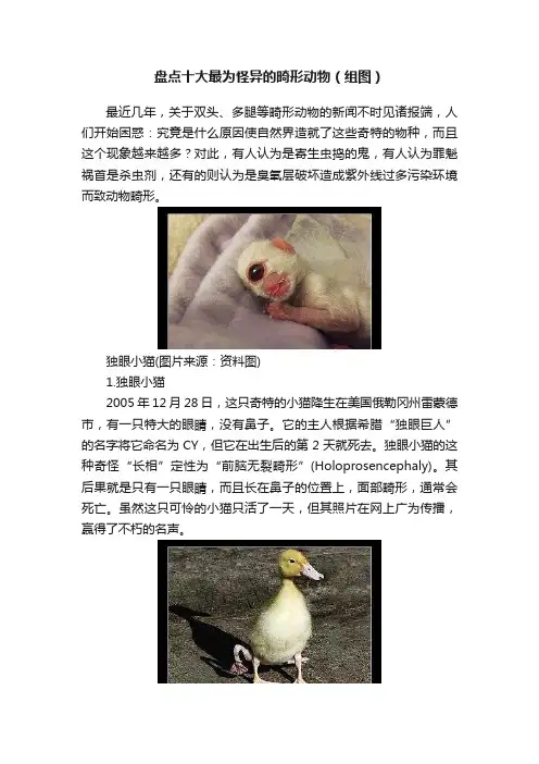 盘点十大最为怪异的畸形动物（组图）