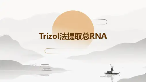 TRIZOL法提取总RNA