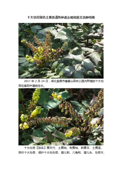 十大功劳别名土黄连清热补虚止咳化痰主治肺结核