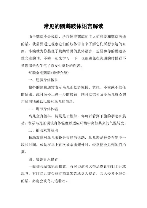 常见的鹦鹉肢体语言解读