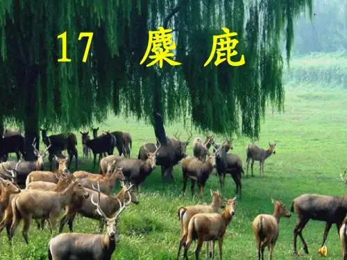 (最新苏教版六语上册)麋鹿课件