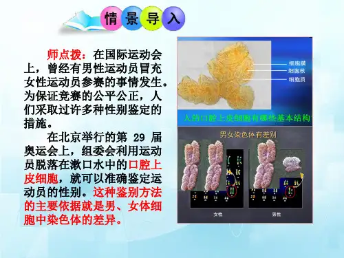 人类染色体与性别决定课件-济南版生物八年级上册