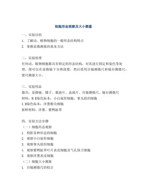 细胞形态观察及大小测量