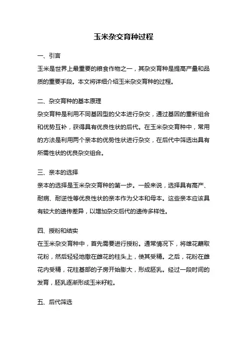玉米杂交育种过程