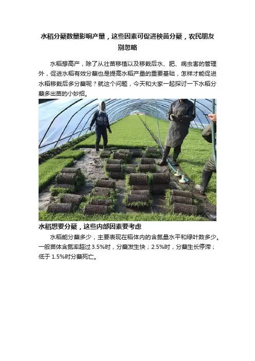 水稻分蘖数量影响产量，这些因素可促进秧苗分蘖，农民朋友别忽略