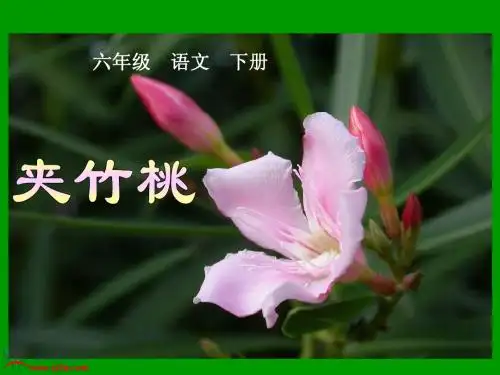 《夹竹桃》PPT课件
