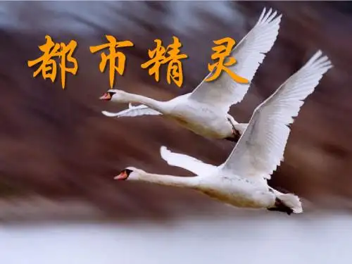 《都市精灵》PPT优秀课件3