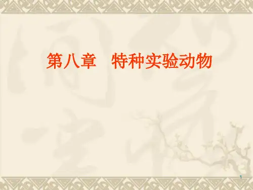 特种实验动物ppt课件