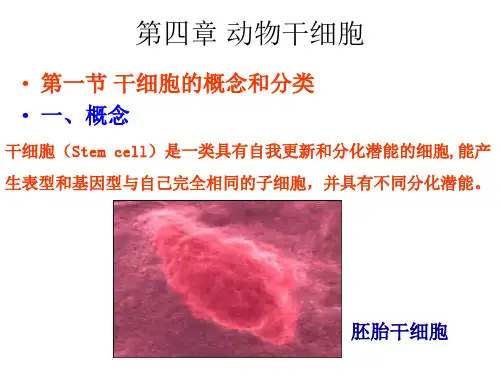 第四章 动物干细胞..