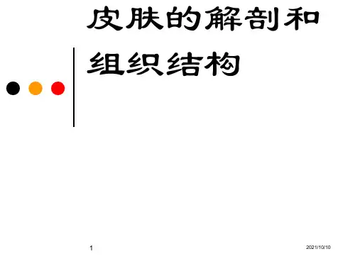 皮肤的解剖和组织结构