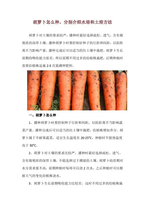 胡萝卜怎么种,分别介绍水培和土培方法