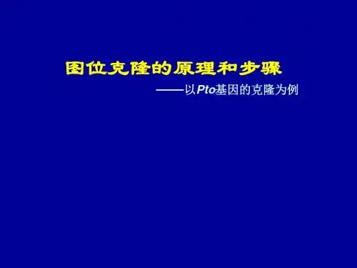 番茄抗细菌斑点病基因Pto的图位克隆 18页PPT文档