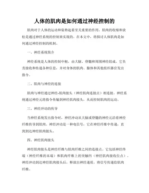 人体的肌肉是如何通过神经控制的