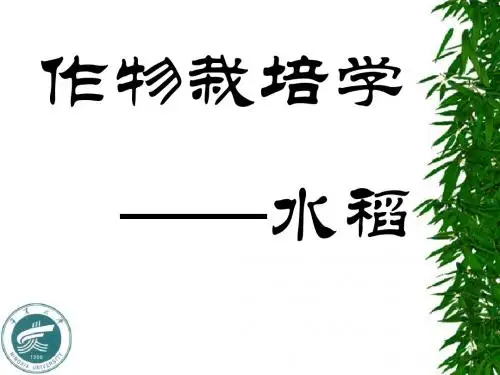 水 稻