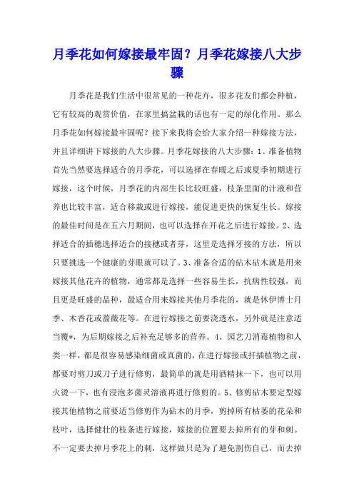 月季花如何嫁接最牢固？月季花嫁接八大步骤