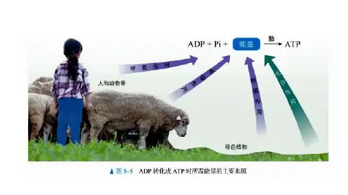 5.3 细胞呼吸的原理和应用-高一生物上册课件(人教版2019必修1)