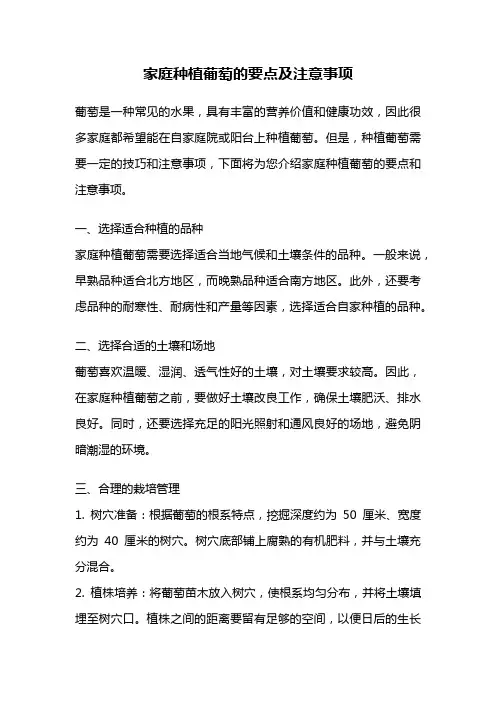 家庭种植葡萄的要点及注意事项
