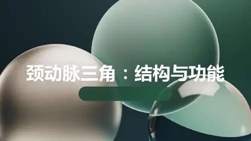 颈动脉三角