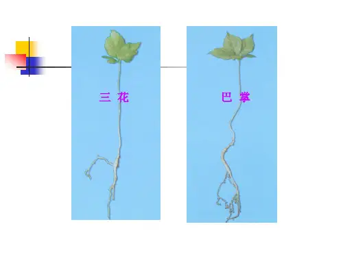 根及根茎类中药5