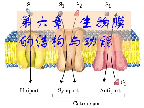 第六章   生物膜的结构与功能
