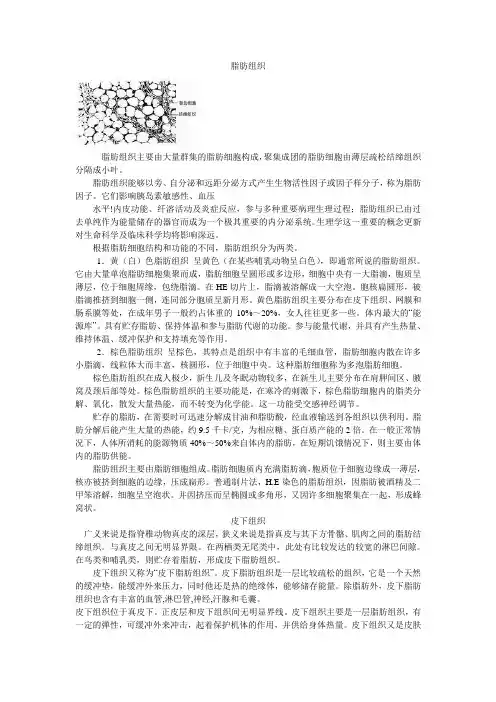 脂肪组织