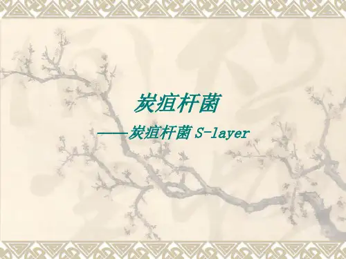 炭疽杆菌