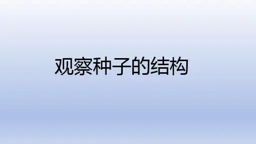 观察种子的结构说课课件人教版生物七年级上册