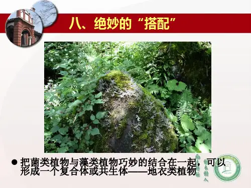 奇妙的植物王国ppt